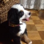 11856576_728950320543942_1977488912_a