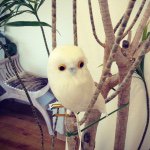 11263661_389699194565964_1773423202_a