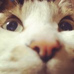 12534580_1699224003670665_1046193222_a