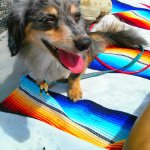 11246768_1582301452020428_908612393_a