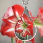 12556126_532649500229315_1844044445_a