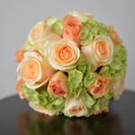 12237437_174553256227450_922525411_a