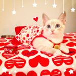 11375123_176930282646544_185508293_a