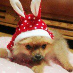 11420874_1450030568631012_1781759536_a