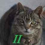 12728462_432261176983279_178522302_a