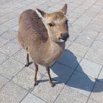 12301236_1097767706921747_1050607936_a