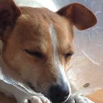 12144163_983280785084427_2136676393_a