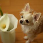 11378871_493071744185893_1109488555_a