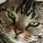 12751623_168377480215834_36177246_a