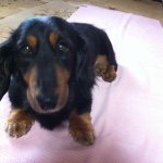 10727758_1619064658320521_1102637023_a