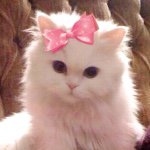 10895146_690905027693944_205464888_a