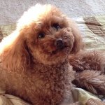 10732032_696709763767961_109813122_a