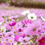 12534437_191672514523986_1410891992_a