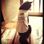 11375333_514935585329463_1936127092_a