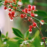 12917879_266680756999990_921924655_a