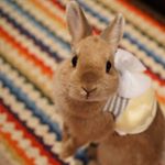 12556092_892713490850068_948144129_a