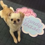 12826175_1681097025509286_2026846750_a