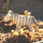 10903217_569629259839073_866797435_a