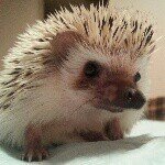 11358065_1616201991990073_1462184637_a