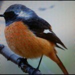 11349253_419174691602110_621460931_a