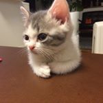 12725124_1547717532204944_344815896_a