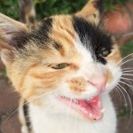 11311087_1616142418673062_1726274860_a