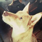 11356656_1464347723892643_101667087_a