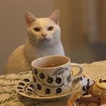 12677685_871215056333537_1108774858_a