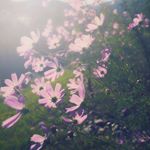 11246209_1448217688842426_1365945494_a