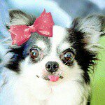 10831968_1524229367845565_112395329_a