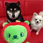 10932468_680298772104578_1499468616_a