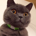 11208184_481037348726720_2089915733_a