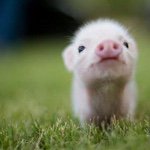 11191404_1570940856490866_1234150159_a