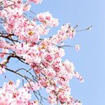 12965747_871900919603576_640010374_a