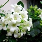 12446371_838512742944474_139427672_a