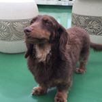 12531150_642790832543406_1177123186_a