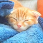 12918044_212834635772022_2004892940_a