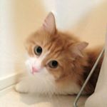 11349167_743627219081704_2085933262_a