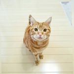 12424655_134861040236418_1592886500_a