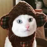 12393697_1537629673203216_1549274060_a