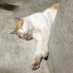 10808784_1559987210880098_1647562265_a