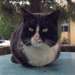 11849964_1465856823740246_2020416869_a