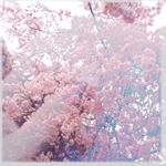 12912581_1714741492075544_312093558_a