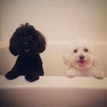 12120281_956401514401407_20507193_a