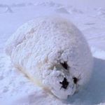 12965091_1162184550492528_848648790_a