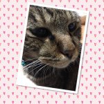 10932387_1436939006620442_1207960290_a