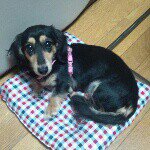 11849192_1025612300812995_857706685_a