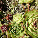 11374528_1615564768730788_1896250549_a