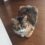 11246089_1680907708862467_1391473305_a