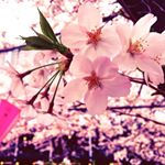 12950208_686260218178915_1188585024_a